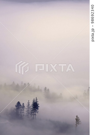 Trees in a foggy autumn landscape Trees in a foggy autumn landscape 98692340