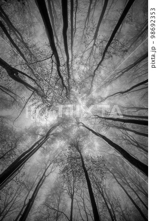 Winter tree crown Winter tree crown 98692353