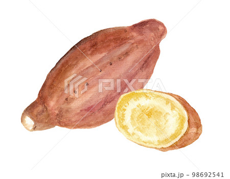 手描き水彩の安納芋イラスト 98692541