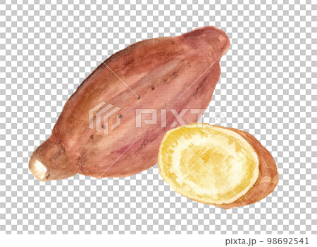 手描き水彩の安納芋イラスト 98692541