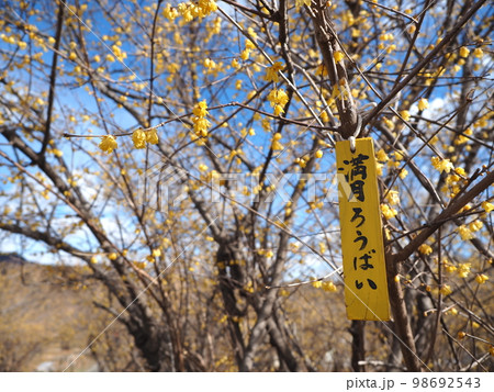 満月ろうばい 98692543