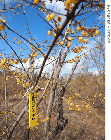 素芯ろうばい 98692544