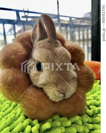 ポンデリング風のうさぎ ポンデリング風のうさぎ 98692595