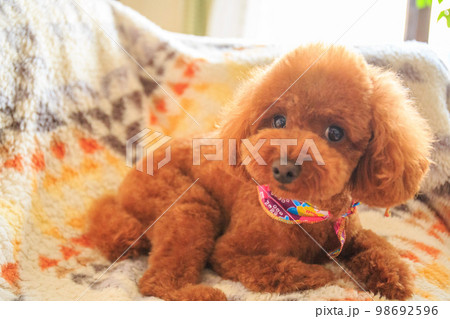 ソファーでくつろぐトイプードル 98692596