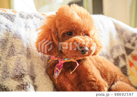 可愛いトイプードル 可愛いトイプードル 98692597
