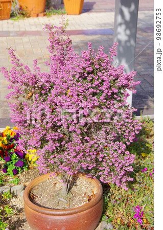 ジャノメエリカ ジャノメエリカ 98692753