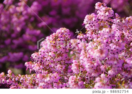 ジャノメエリカ 98692754