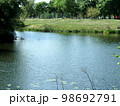 summer landscape of the river bank with green trees, background, wallpaper 98692791