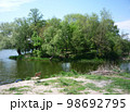 summer landscape of the river bank with green trees, background, wallpaper 98692795