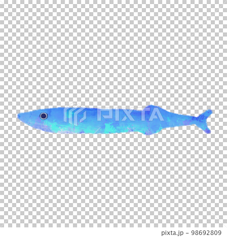 Pacific saury, sea creatures with a touch of watercolor 98692809