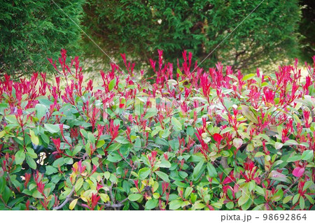 レッドロビン レッドロビン 98692864