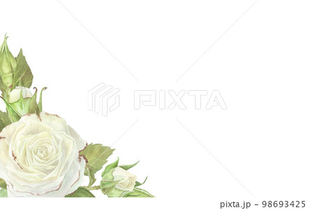 Watercolor illustration. Rectangular blank for text with a corner decorated with white roses and leaves. Place for inscription. Isolated on a white background. For design of greeting card 98693425