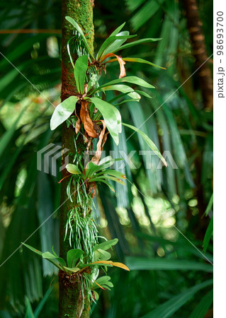 Mysterious impenetrable jungle overgrown with exotic plants Mysterious impenetrable jungle overgrown with exotic plants 98693700