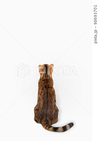 Bengal cat sits with his back to the camera on a white background 98693701