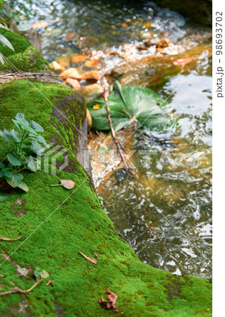 Water flowing down the moss-covered rocks in the jungle 98693702