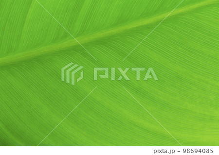 Macro of light green leaf nature background, copy space, pattern, wallpaper. Background for invitation card, calendar, postcard, gift paper. Banner, cover, mockup, for your design horizontal. Abstract 98694085