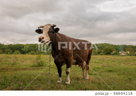 Photography on theme beautiful big milk cow grazes 98694118