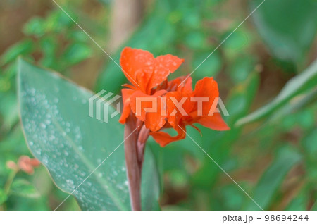 Red Calla Lily on Green Leaves Background on a flower garden. Beautiful Nature Backgrounds Stock Images 98694244