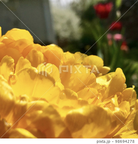 Blooming beautiful flower with green leaves, living natural nature Blooming beautiful flower with green leaves, living natural nature 98694278