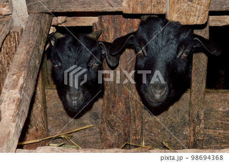 Goats peeking out from wooden fence on the farm 98694368