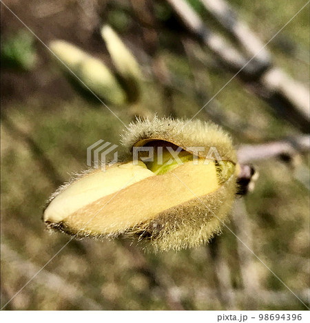 Beautiful living tree with lot of leaves on branches protrude from wooden plant Beautiful living tree with lot of leaves on branches protrude from wooden plant 98694396