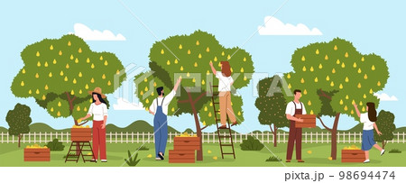 Harvesting people process. Flat farmers characters in garden pick pears, agricultural industry, picking ripe fruit, men and women in countryside, nowaday vector cartoon flat concept Harvesting people process. Flat farmers characters in garden pick pears, agricultural industry, picking ripe fruit, men and women in countryside, nowaday vector cartoon flat concept 98694474