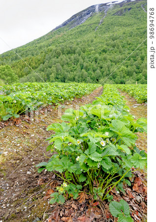 Strawberry field in Andalsnes - Norway 98694768