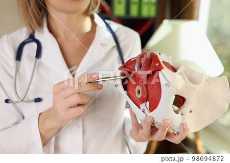 Female doctor holds in her hands model of female pelvis with muscles and pen. 98694872