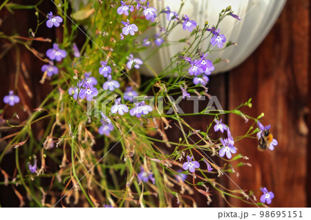 Beautiful purple Lobelia erinus close-up in a home Beautiful purple Lobelia erinus close-up in a home 98695151