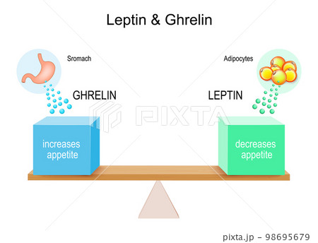 how hormones ghrelin and leptin work how hormones ghrelin and leptin work 98695679