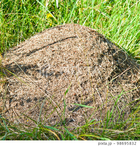 An anthill in a green meadow . 98695832