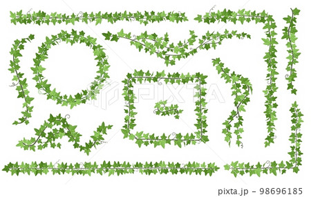 Ivy creepers. Climbing leaves vines on wall balcony hanging creeper, long vine plant wreath garland green leaf corner flora border garden liana ivies ingenious vector illustration 98696185