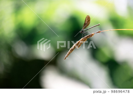 Beautiful nature scene with dragonfly 98696478