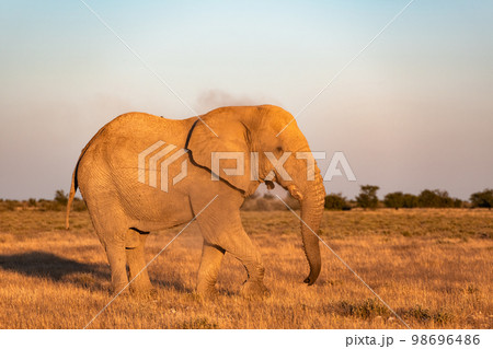 Closeup view of big African Elephant Closeup view of big African Elephant 98696486