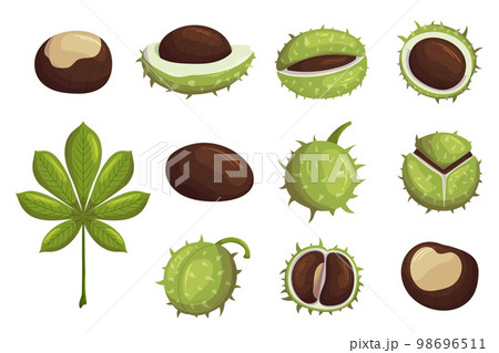 Set Of Chestnut Ripe Fruits, Green Leaf, Whole, Broken Nuts Isolated Icons On White Background. Organic Seasonal Seeds 98696511