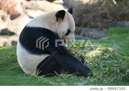 おいしい竹を物色中の永明 おいしい竹を物色中の永明 98697165