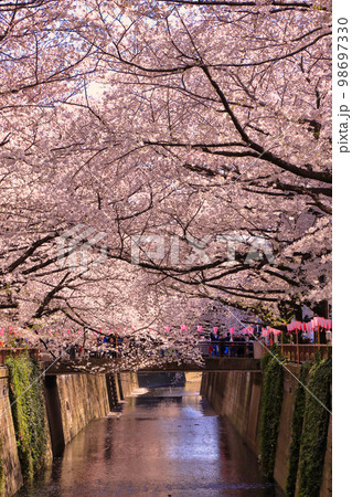 目黒川の桜 目黒川の桜 98697330