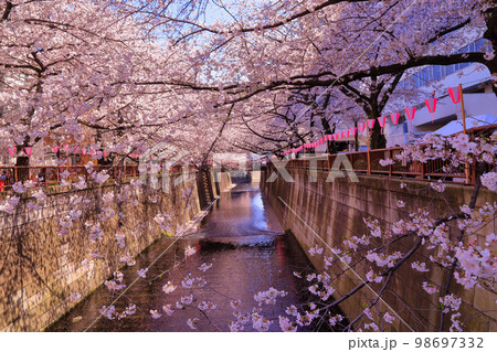 目黒川の桜 目黒川の桜 98697332