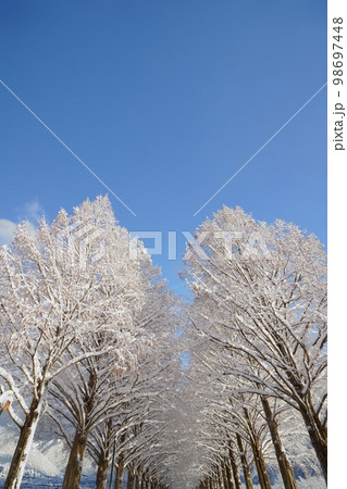 冬、雪のメタセコイヤ並木 滋賀県 高島市 マキノ 冬、雪のメタセコイヤ並木 滋賀県 高島市 マキノ 98697448