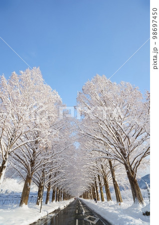 冬、雪のメタセコイヤ並木　滋賀県　高島市　マキノ 98697450