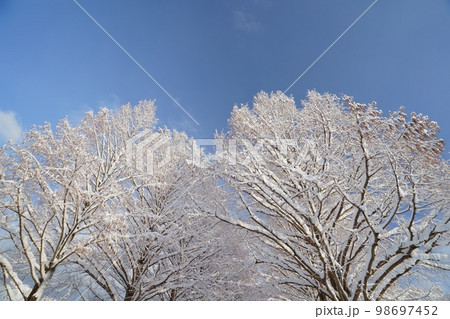 冬、雪のメタセコイヤ並木　滋賀県　高島市　マキノ 98697452