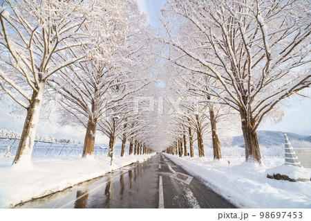 冬、雪のメタセコイヤ並木 滋賀県 高島市 マキノ 冬、雪のメタセコイヤ並木 滋賀県 高島市 マキノ 98697453