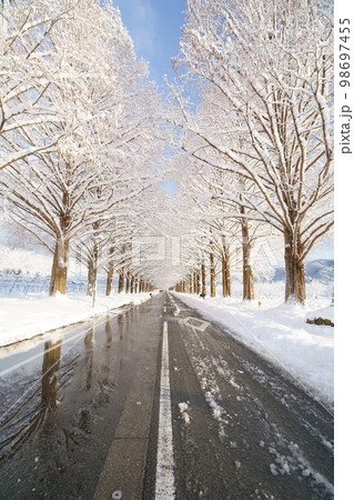 冬、雪のメタセコイヤ並木　滋賀県　高島市　マキノ 98697455