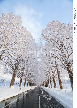 冬、雪のメタセコイヤ並木 滋賀県 高島市 マキノ 冬、雪のメタセコイヤ並木 滋賀県 高島市 マキノ 98697456