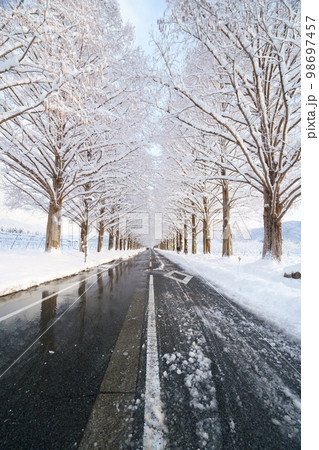 冬、雪のメタセコイヤ並木　滋賀県　高島市　マキノ 98697457