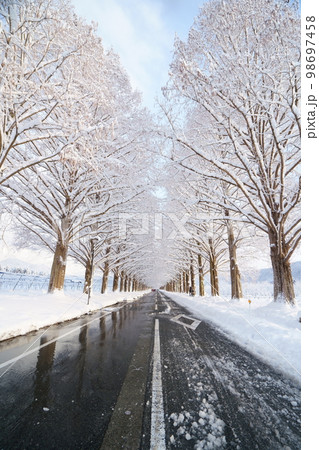 冬、雪のメタセコイヤ並木　滋賀県　高島市　マキノ 98697458