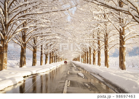 冬、雪のメタセコイヤ並木 滋賀県 高島市 マキノ 冬、雪のメタセコイヤ並木 滋賀県 高島市 マキノ 98697463