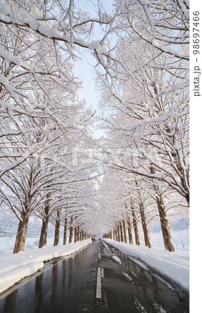 冬、雪のメタセコイヤ並木　滋賀県　高島市　マキノ 98697466