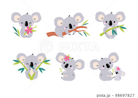Koala Bear as Australian Animal on Eucalyptus Branch and with Baby Vector Set 98697827