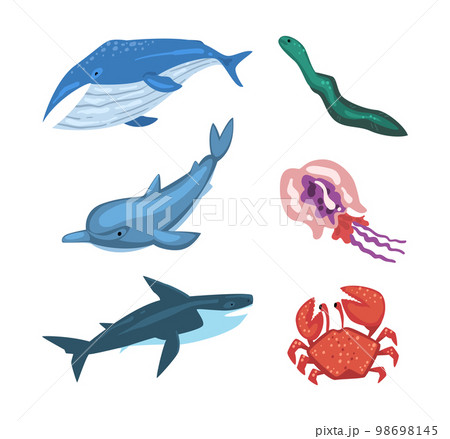 Fish and Marine Mammals as Sea and Underwater World Vector Set 98698145